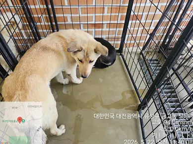믹스견 사진