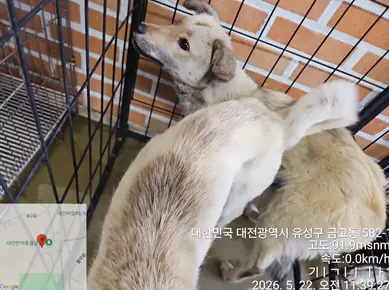 믹스견 사진