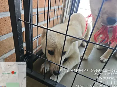 믹스견 사진