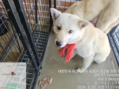 믹스견 사진