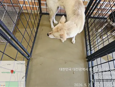 믹스견 사진