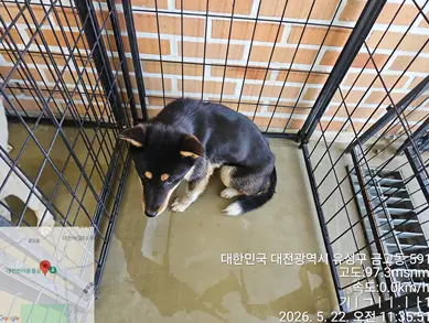 진도견 사진