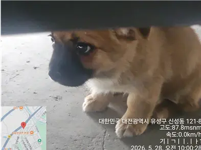 믹스견 사진