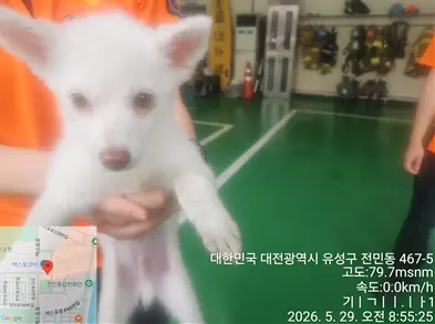 믹스견 사진