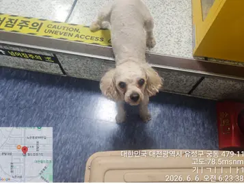 푸들 사진