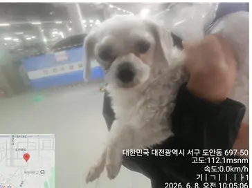 말티즈 사진