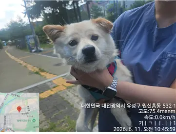 믹스견 사진