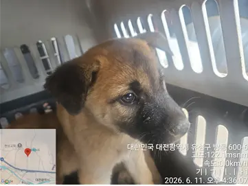 믹스견 사진