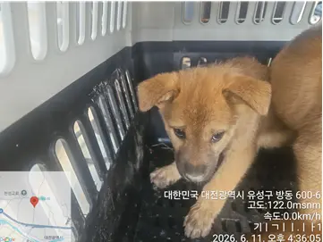 믹스견 사진