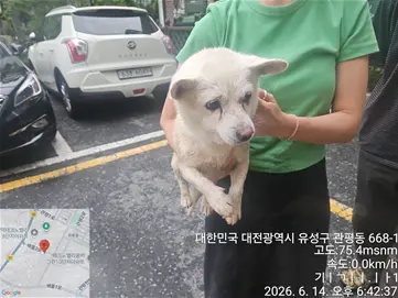 믹스견 사진