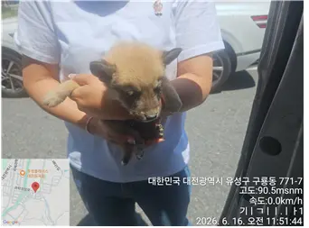 믹스견 사진