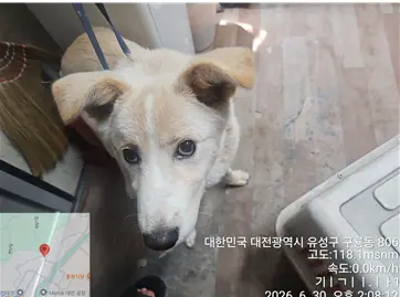 믹스견 사진