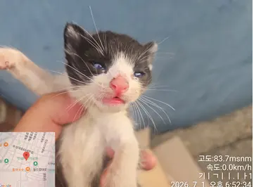 한국 고양이 사진
