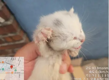 한국 고양이 사진