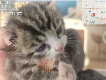 한국 고양이 사진