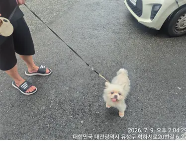 믹스견 사진