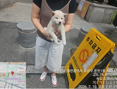 믹스견 사진