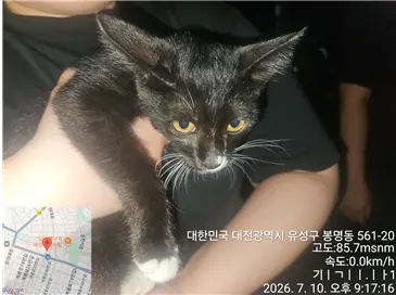한국 고양이 사진