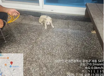 믹스견 사진