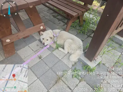 진도견 사진