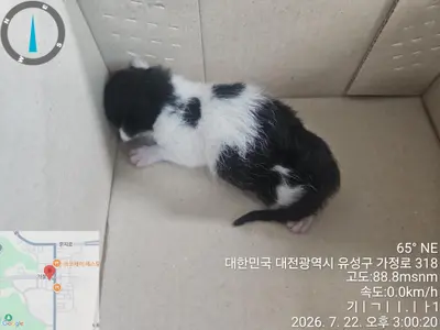 한국 고양이 사진