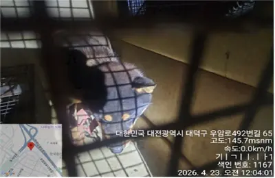 진도견 사진