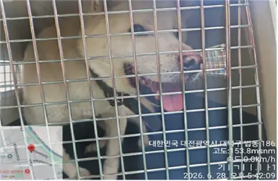 진도견 사진