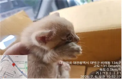 한국 고양이 사진