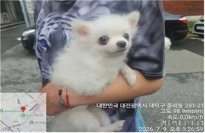 스피츠 사진