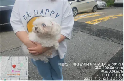 말티즈 사진