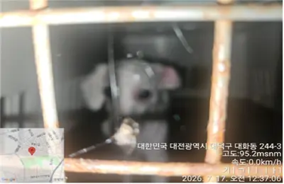 말티즈 사진