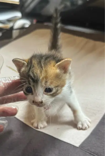 한국 고양이 사진