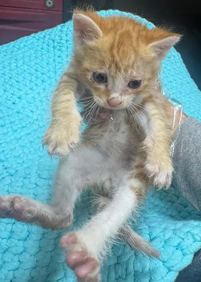 한국 고양이 사진