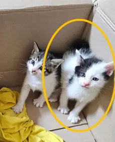 한국 고양이 사진