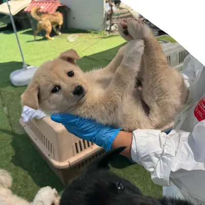 믹스견 사진