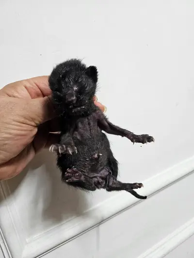 한국 고양이 사진