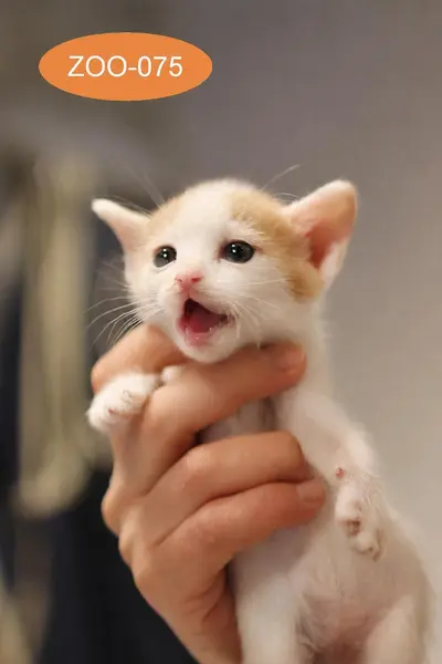 한국 고양이 사진
