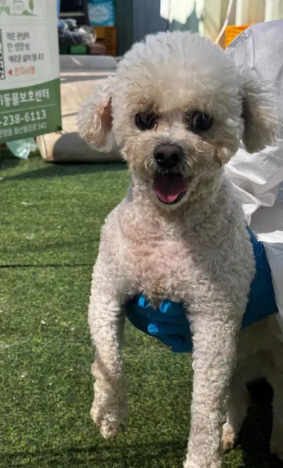 푸들 사진