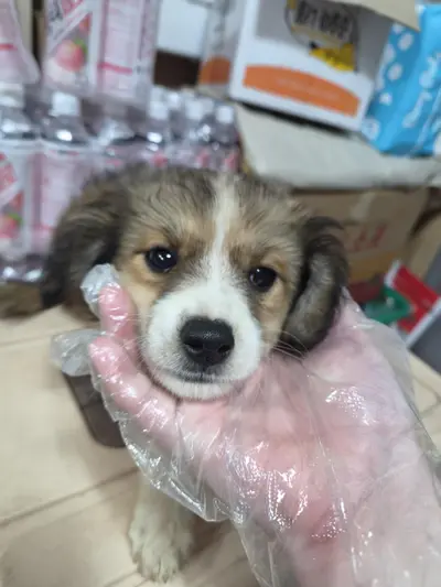 믹스견 사진