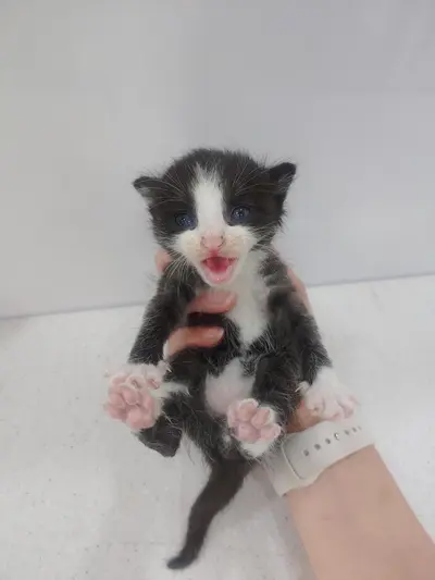 한국 고양이 사진