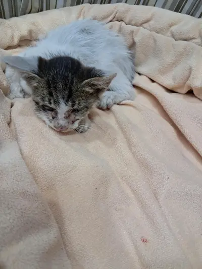 한국 고양이 사진