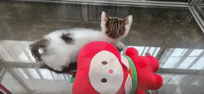 한국 고양이 사진