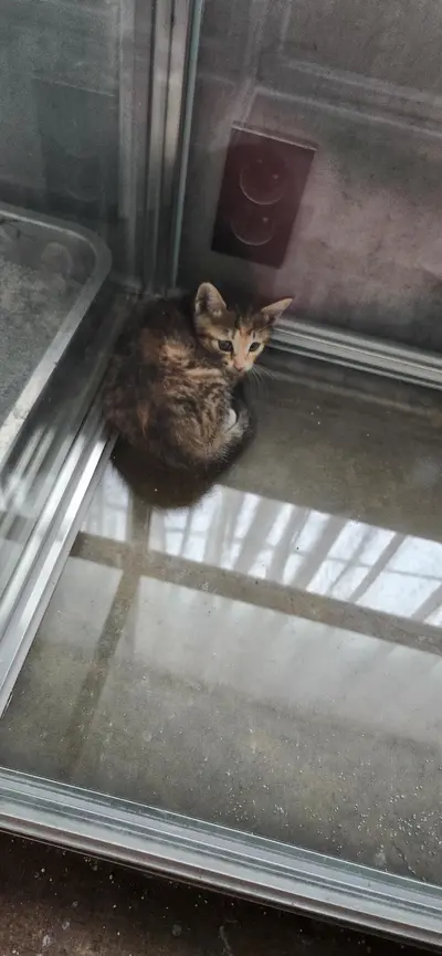한국 고양이 사진