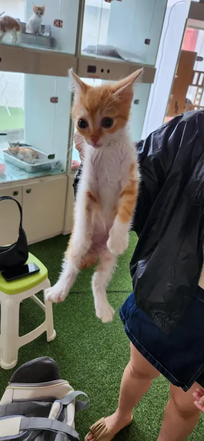 한국 고양이 사진