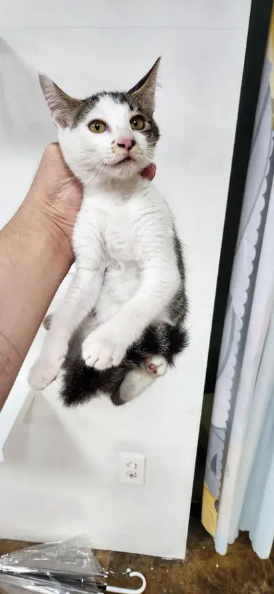 한국 고양이 사진