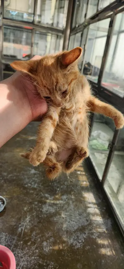 한국 고양이 사진