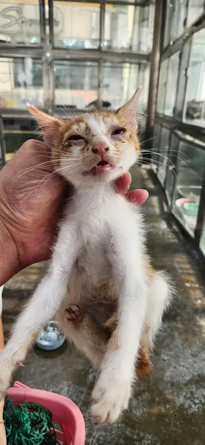 한국 고양이 사진