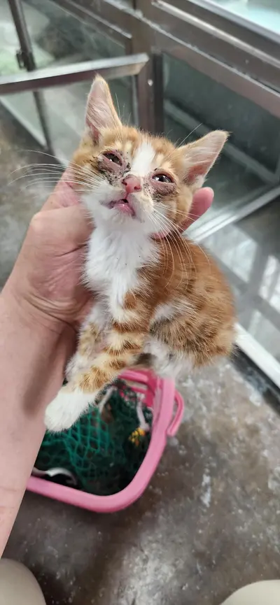 한국 고양이 사진