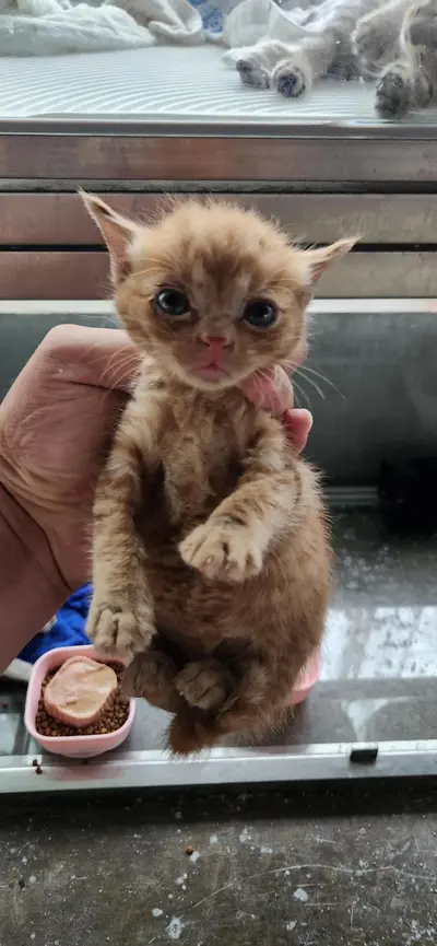한국 고양이 사진