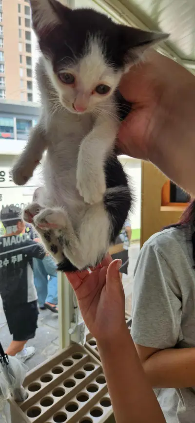 한국 고양이 사진